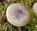 Hygrophorus_pustulatus_bt0094