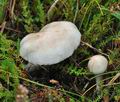 Hygrophorus_queletii_cg1920