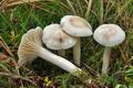 Hygrophorus_queletii_cg1966s