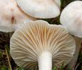 Hygrophorus_queletii_cg1978s