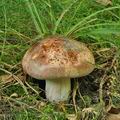 Hygrophorus_russula_bm2281