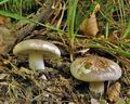 Hygrophorus_russula_bm2288