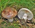 Hygrophorus_russula_bm2291