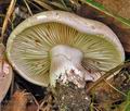 Hygrophorus_russula_bm2306