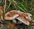 Hygrophorus_russula_bm2311