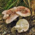 Hygrophorus_russula_bm2322