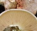 Hygrophorus_russula_bm2331