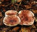 Hygrophorus_russula_bv3696