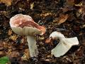 Hygrophorus_russula_bv3704