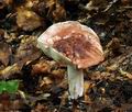 Hygrophorus_russula_bv3707