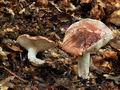 Hygrophorus_russula_bv3709