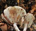 Hygrophorus_russula_bv3712