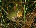 Hyla_arborea_4229