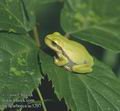 Hyla_arborea_ac5207