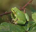 Hyla_arborea_ac5241