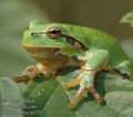 Hyla_arborea_ac5252