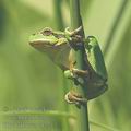 Hyla_arborea_af2213