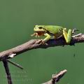 Hyla_arborea_bj3155