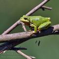 Hyla_arborea_bj3161