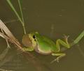 Hyla_arborea_bn5111