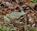 Hyla_arborea_bp1228