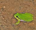 Hyla_arborea_br6323