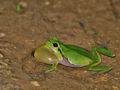 Hyla_arborea_br6330