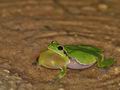 Hyla_arborea_br6333