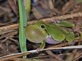 Hyla_arborea_br6340