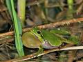 Hyla_arborea_br6356