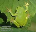 Hyla_arborea_da3743