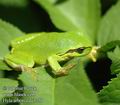 Hyla_arborea_da3750