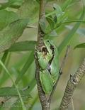 Hyla_arborea_g2526