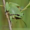 Hyla_arborea_g2531