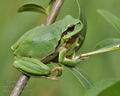 Hyla_arborea_g2533