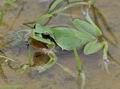 Hyla_arborea_g2547