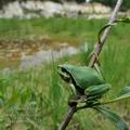 Hyla_arborea_g2551