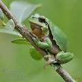 Hyla_arborea_g2559