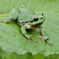 Hyla_arborea_g2565