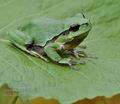 Hyla_arborea_g2566