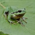 Hyla_arborea_g2570