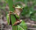Hyla_arborea_p4280319
