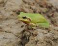 Hyla_meridionalis_fe5861