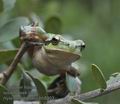 Hyla_meridionalis_hh5003