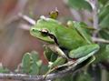 Hyla_meridionalis_hh5005