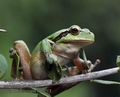 Hyla_meridionalis_hh5013