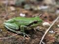 Hyla_meridionalis_hh5039