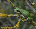 Hyla_meridionalis_hh5057