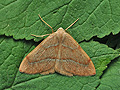 Hylaea_fasciaria_ji4632s