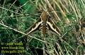 Hyles_gallii_2584